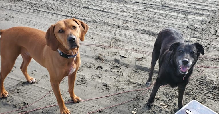 Gus, a Redbone Coonhound and American Pit Bull Terrier mix tested with EmbarkVet.com