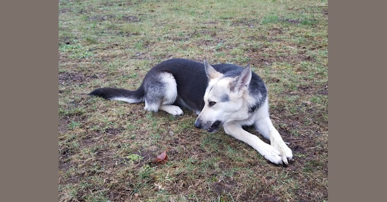Photo of Lucy, a German Shepherd Dog and Siberian Husky mix in Olympia, Washington, USA