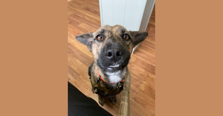MAX, a Mountain Cur and Norwegian Elkhound mix tested with EmbarkVet.com