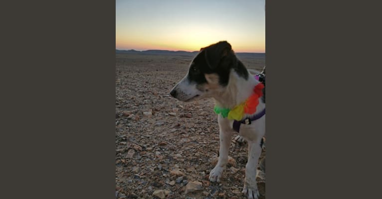 Arya, an Arabian Village Dog tested with EmbarkVet.com