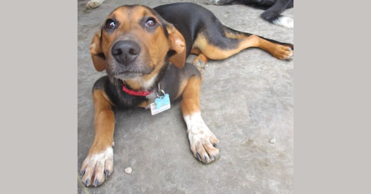 Chara, a Black and Tan Coonhound and Border Collie mix tested with EmbarkVet.com