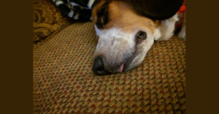 Photo of Otis, a Beagle  in Cincinnati, Ohio, USA