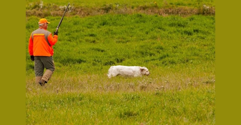 Jackson, a Clumber Spaniel tested with EmbarkVet.com