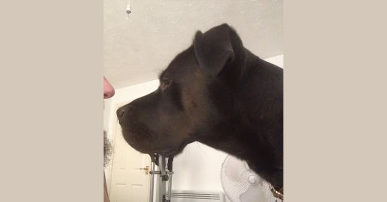 Raphael, a Boxer and Labrador Retriever mix tested with EmbarkVet.com