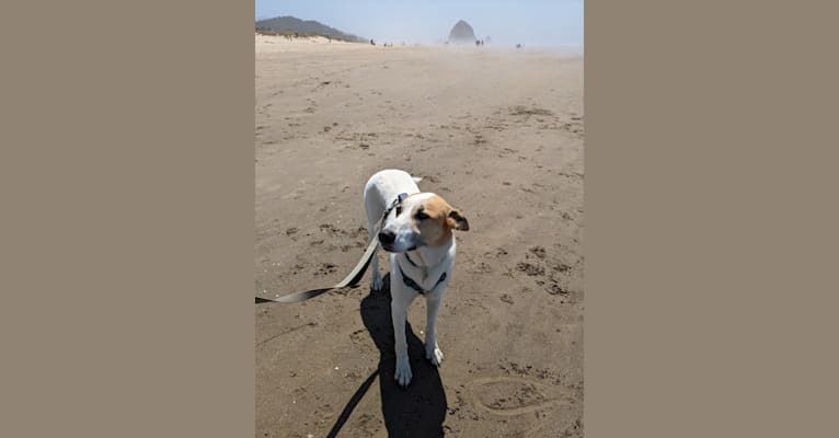 Doug, a Greyhound and German Shepherd Dog mix tested with EmbarkVet.com