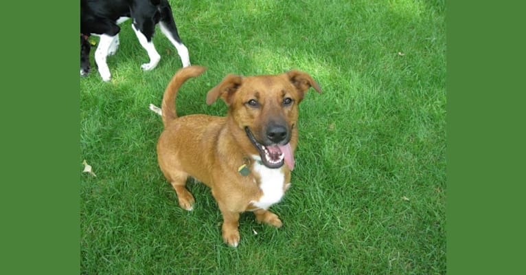 Photo of Duke, a Labrador Retriever, Cardigan Welsh Corgi, German Shepherd Dog, Pekingese, Dachshund, and Mixed mix in Baxter, Minnesota, USA