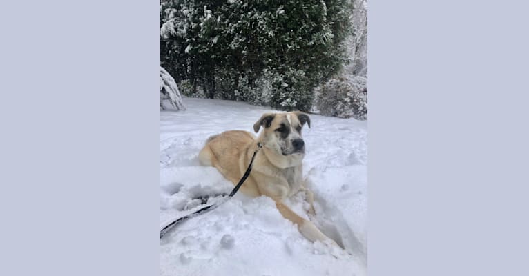 Photo of Miller, a Great Pyrenees, Mountain Cur, and Norwegian Elkhound mix in Tennessee, USA