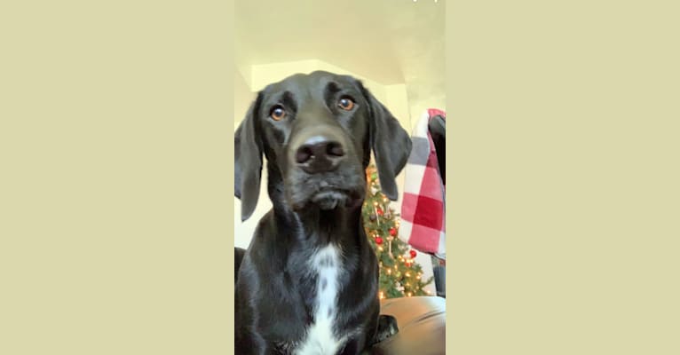 Gypsy, a Labrador Retriever and German Shorthaired Pointer mix tested with EmbarkVet.com