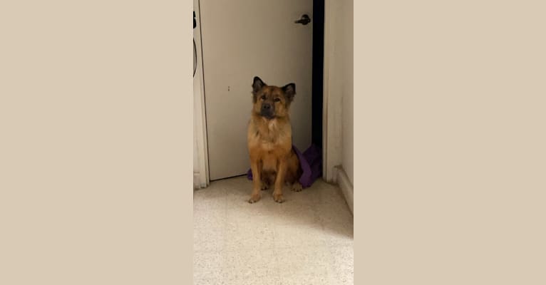 Photo of Max, a Chow Chow, Rottweiler, German Shepherd Dog, and Mixed mix in Puerto Rico