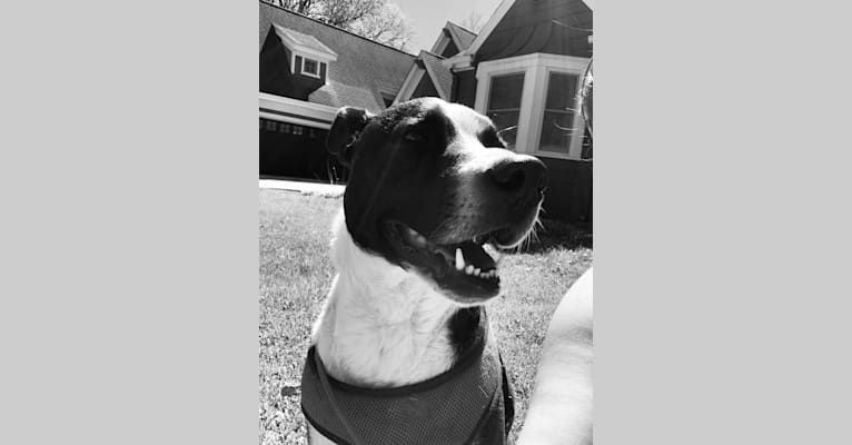 Photo of Oscar, an American Pit Bull Terrier, American Bulldog, Labrador Retriever, Border Collie, Boxer, and Mixed mix in Alabama, USA