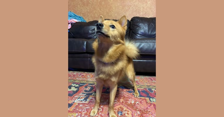 Photo of Indy, a Finnish Spitz  in Lubbock, TX, USA
