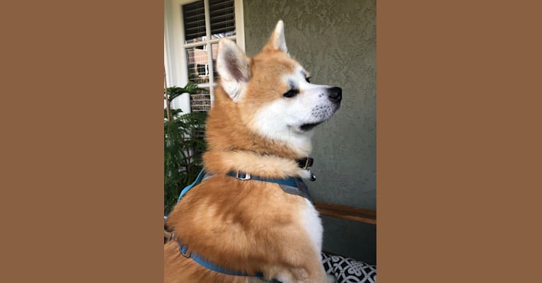 Yuki, an Akita Inu tested with EmbarkVet.com