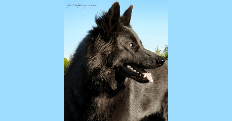 VERGIL, a German Shepherd Dog tested with EmbarkVet.com