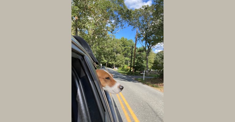 Photo of Bailey, an American Foxhound  in Rhode Island, USA