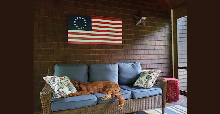 Photo of Danny, an Irish Setter  in Connecticut, USA