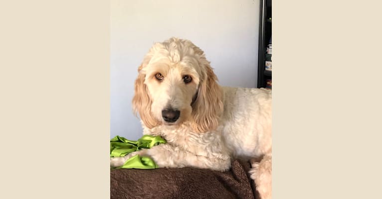 Abby, a Llewellin Setter and Poodle (Standard) mix tested with EmbarkVet.com