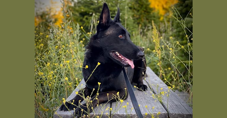 Ada, a Belgian Malinois and German Shepherd Dog mix tested with EmbarkVet.com