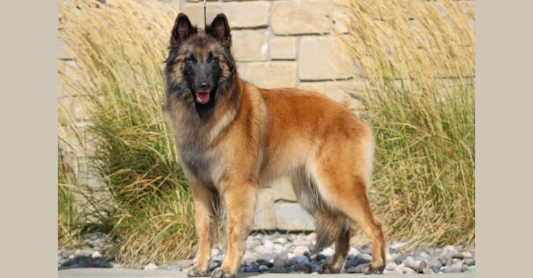 Laila, a Belgian Shepherd tested with EmbarkVet.com