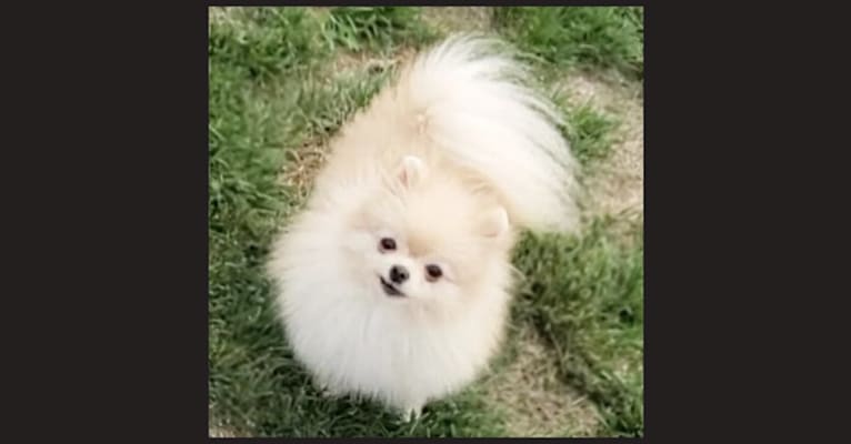 Brulee, a Pomeranian tested with EmbarkVet.com