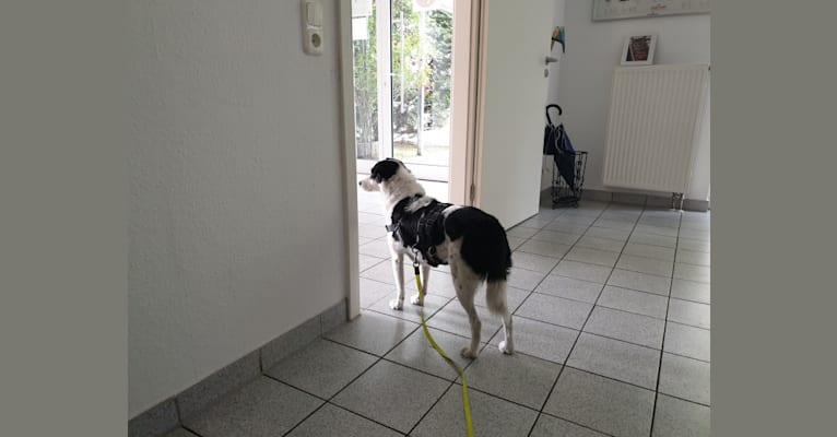 Kilida, an Eastern European Village Dog tested with EmbarkVet.com