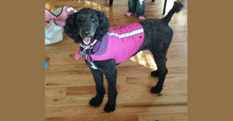 Phoggy Girl, a Poodle (Standard) tested with EmbarkVet.com