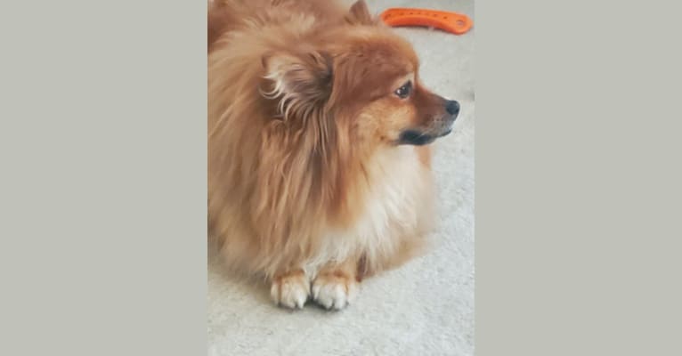 Bear, a Pomeranian tested with EmbarkVet.com