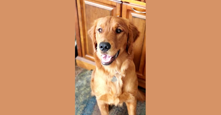 Photo of Rye, a Golden Retriever  in Los Angeles, California, USA