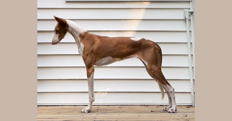 Ponzi, an Ibizan Hound tested with EmbarkVet.com