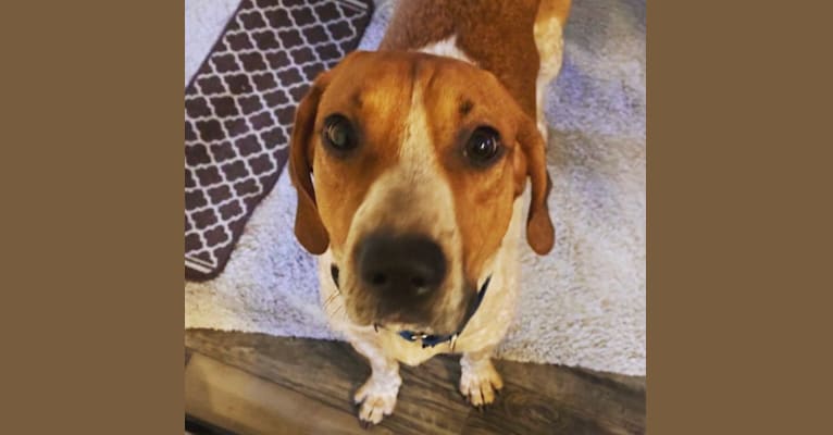 Copper, a Treeing Walker Coonhound and American Foxhound mix tested with EmbarkVet.com