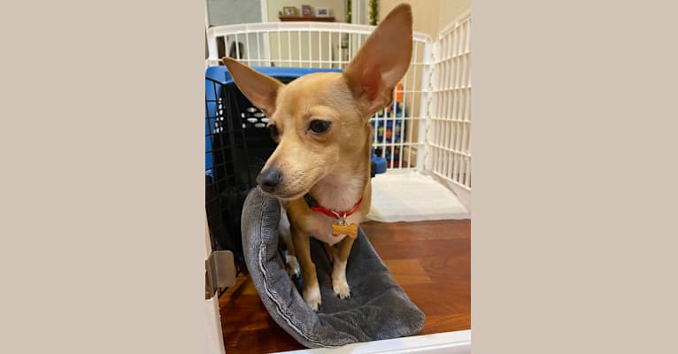 Oliver, a Chihuahua and Poodle (Small) mix tested with EmbarkVet.com