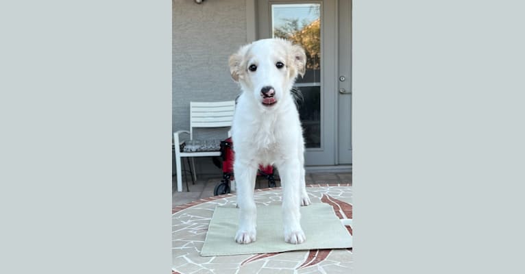 Rory, a Silken Windhound tested with EmbarkVet.com