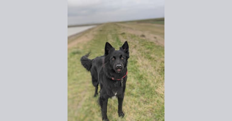 Kiba, a German Shepherd Dog and Siberian Husky mix tested with EmbarkVet.com