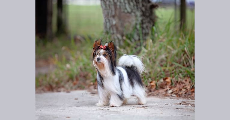 Photo of Foxxy, a Biewer Terrier  in Kyiv, Ukraine