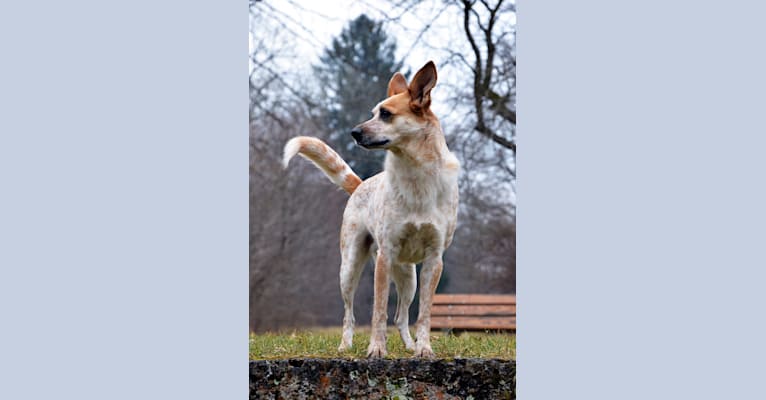 Juni, an European Village Dog tested with EmbarkVet.com