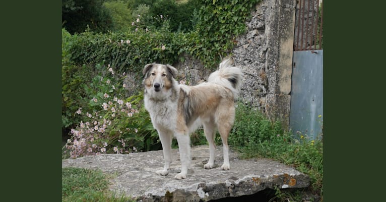 Warre, an Eastern European Village Dog and Collie mix tested with EmbarkVet.com