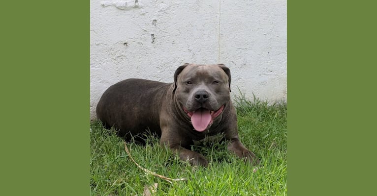 Left Brain, an American Bully and American Bulldog mix tested with EmbarkVet.com