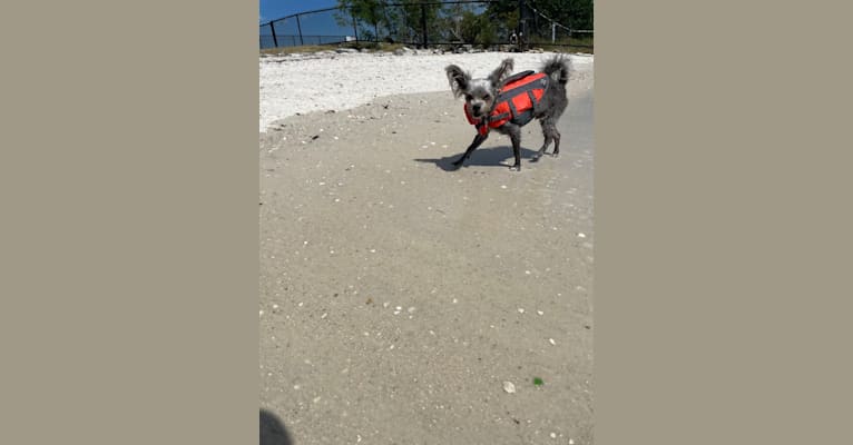 Jack, a Chihuahua and Maltese mix tested with EmbarkVet.com