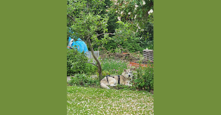 Takoda, a Siberian Husky and German Shepherd Dog mix tested with EmbarkVet.com
