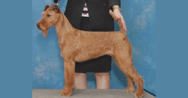 Greer (Gingerbread's Pride & Prejudice At Thorntons, an Irish Terrier tested with EmbarkVet.com