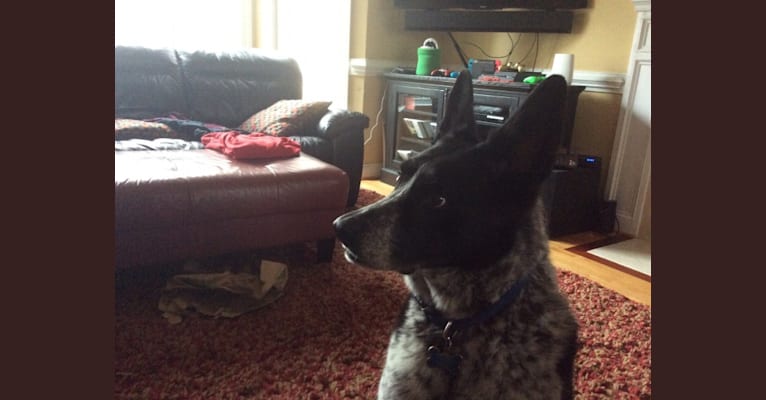 Bandit, a German Shepherd Dog and Border Collie mix tested with EmbarkVet.com