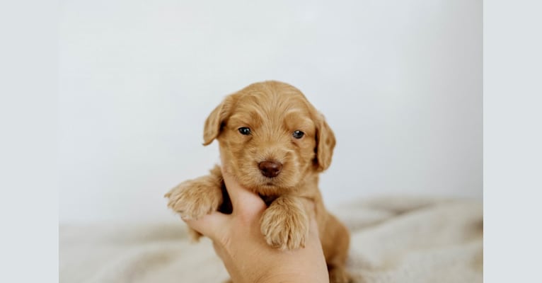 Anni, a Goldendoodle tested with EmbarkVet.com