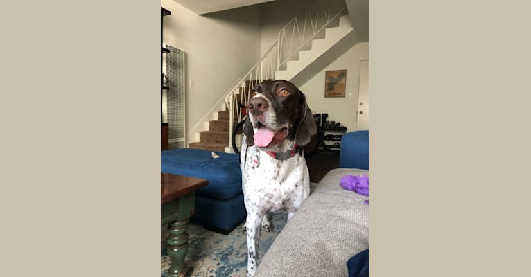 Moose, a German Shorthaired Pointer tested with EmbarkVet.com