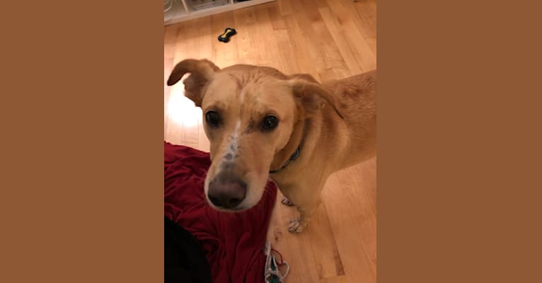 Charlie, a Mountain Cur and American Foxhound mix tested with EmbarkVet.com