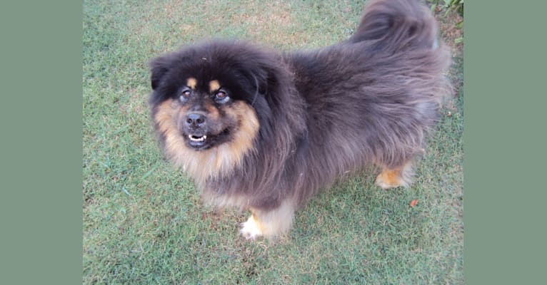 Bear, a Chow Chow and Rottweiler mix tested with EmbarkVet.com