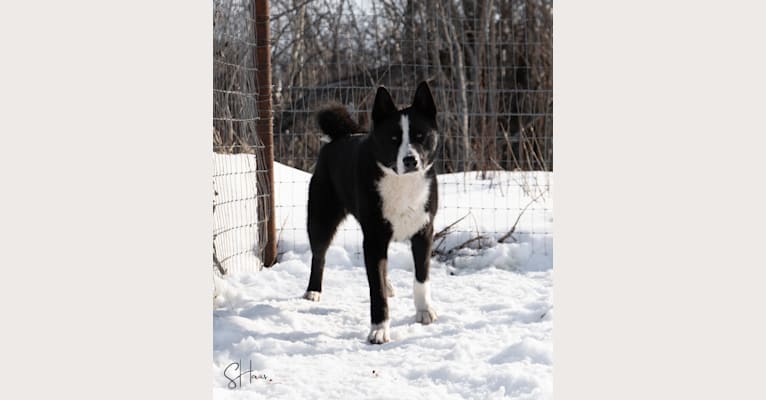Pikki, a Karelian Bear Dog tested with EmbarkVet.com