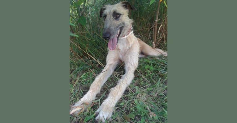 Janus, a Greyhound and Scottish Deerhound mix tested with EmbarkVet.com