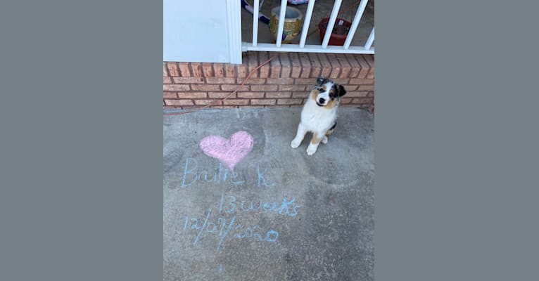 Bailie (Skyecoves Boss Dog is Out Of This World), an Australian Shepherd Group tested with EmbarkVet.com
