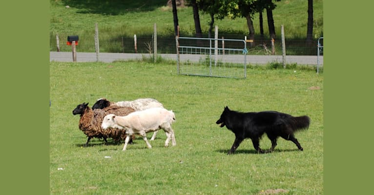 Photo of "Bluie", a Belgian Shepherd  in Machias, WA, USA