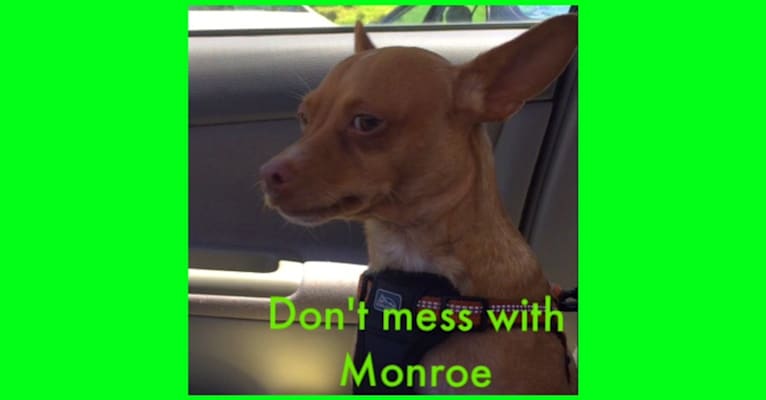 Monroe, a Chihuahua and Rat Terrier mix tested with EmbarkVet.com