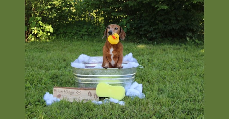 Jacob Levi, a Dachshund tested with EmbarkVet.com